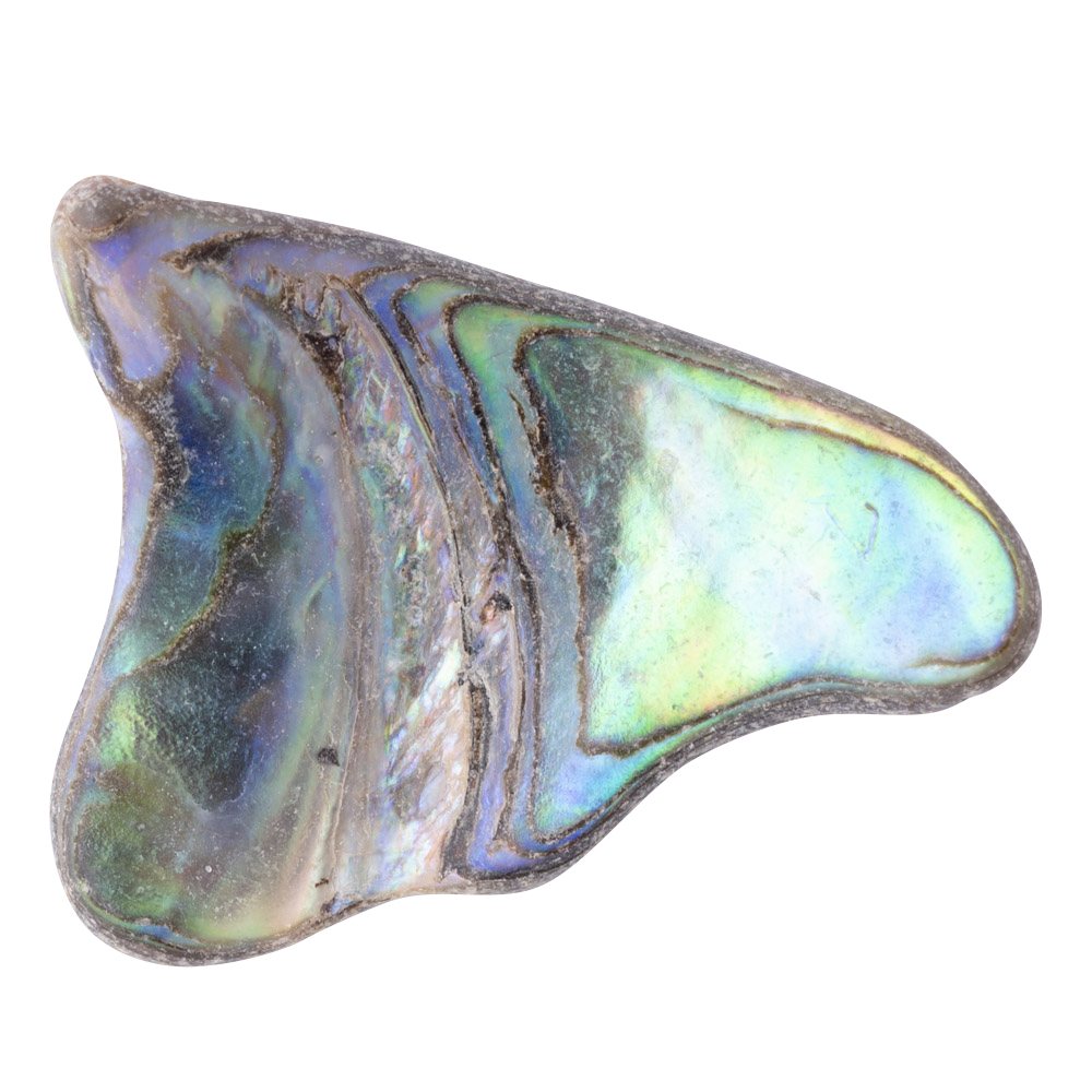 Abalone Tumbled Shell Pieces - Crystal Nest