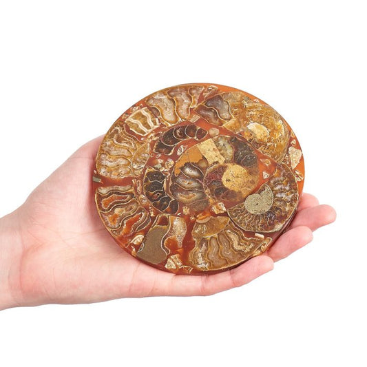 Ancient Ammonite Fossil Coaster - Crystal Nest