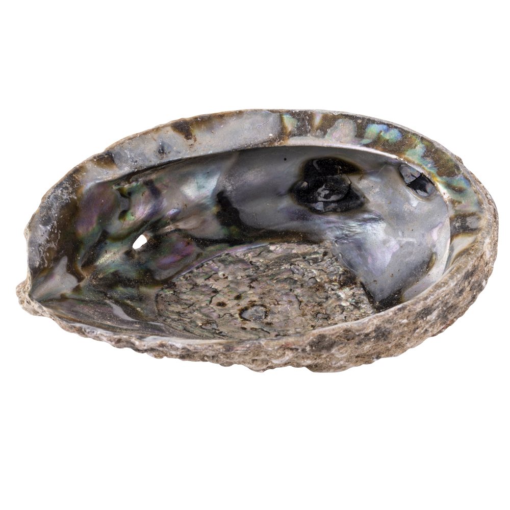 Paua Abalone Shell | Smudging Bowl for Sage & Cleansing