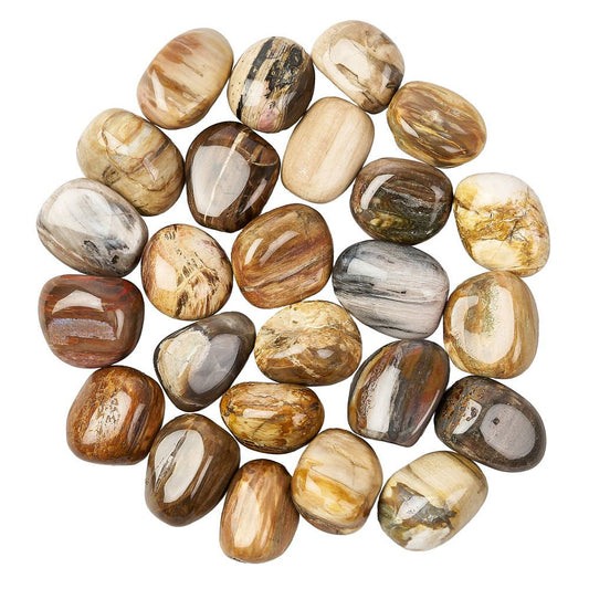 Petrified Wood Tumblestone | Medium - Crystal Nest