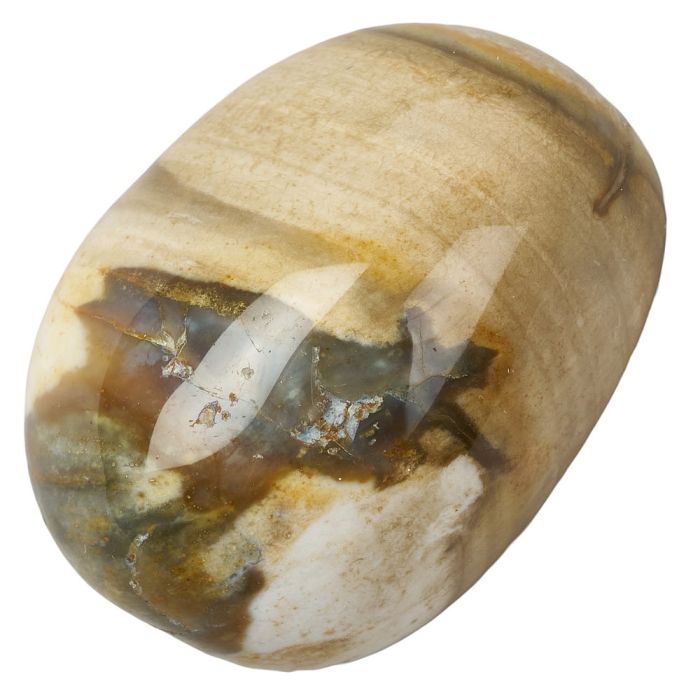 Petrified Wood Tumblestone | Medium - Crystal Nest