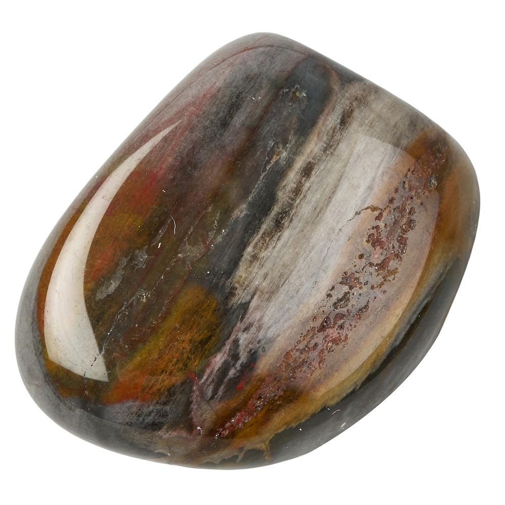 Petrified Wood Tumblestone | Medium - Crystal Nest