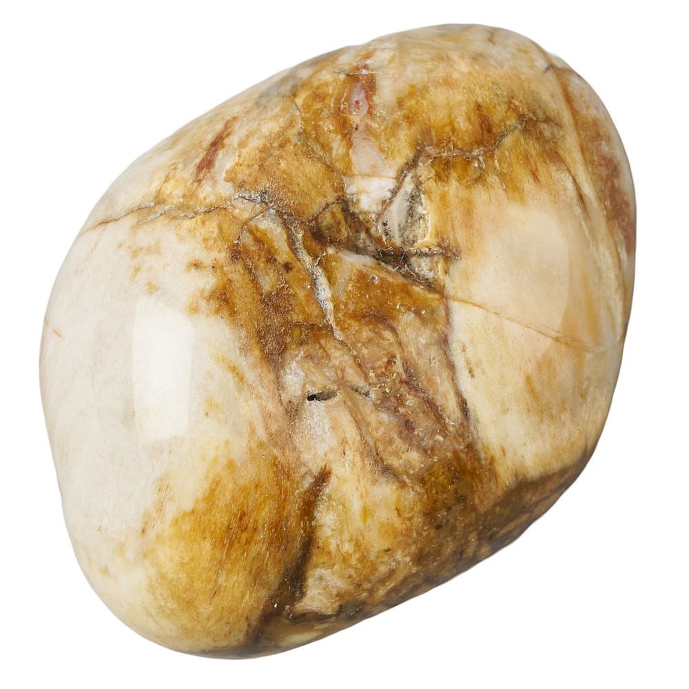Petrified Wood Tumblestone | Medium - Crystal Nest