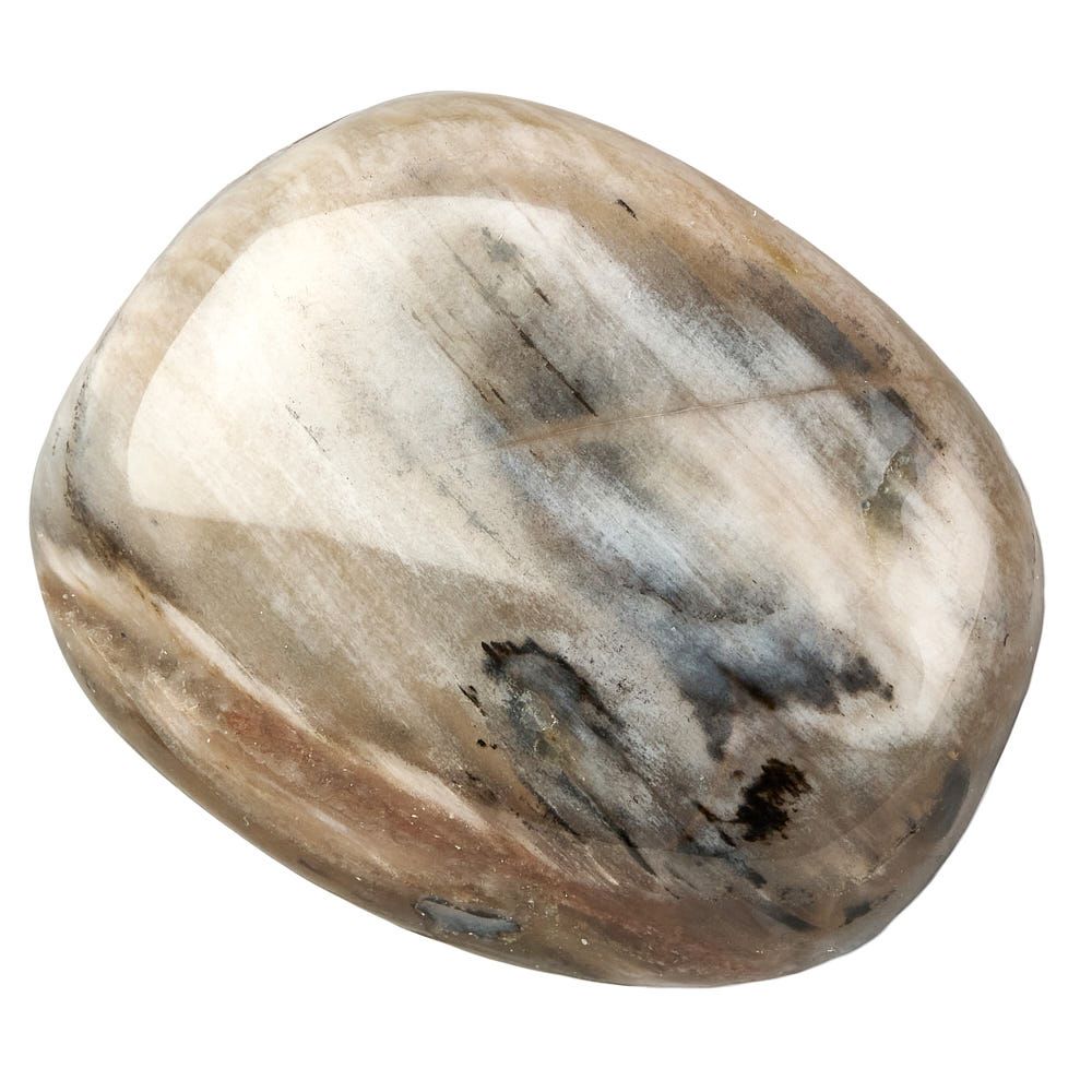 Petrified Wood Tumblestone | Medium - Crystal Nest