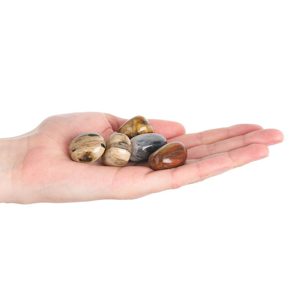 Petrified Wood Tumblestone | Medium - Crystal Nest