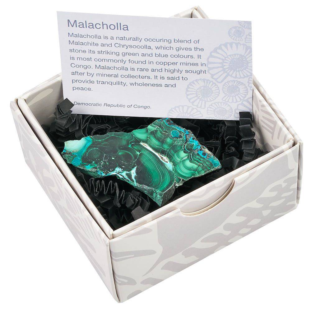 Malacholla Slice in Gift Box - Crystal Nest