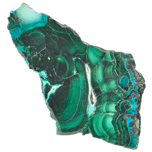 Malacholla Slice in Gift Box - Crystal Nest