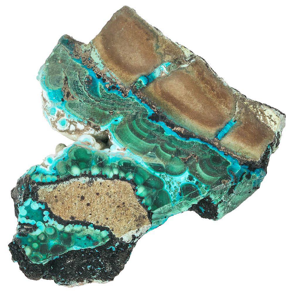 Malacholla Slice in Gift Box - Crystal Nest