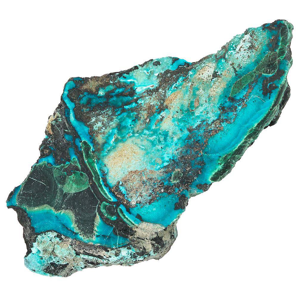 Malacholla Slice in Gift Box - Crystal Nest