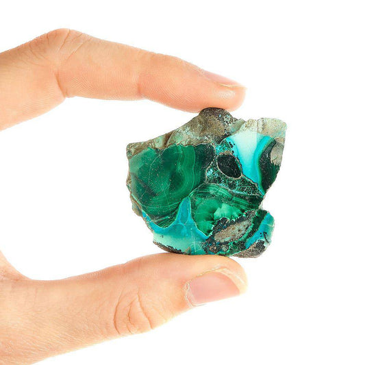 Malacholla Slice in Gift Box - Crystal Nest