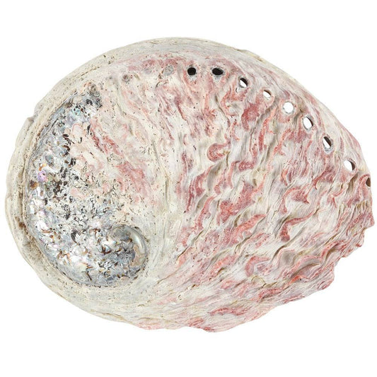 Natural Abalone Shell - Smudging Ritual Bowl - Crystal Nest