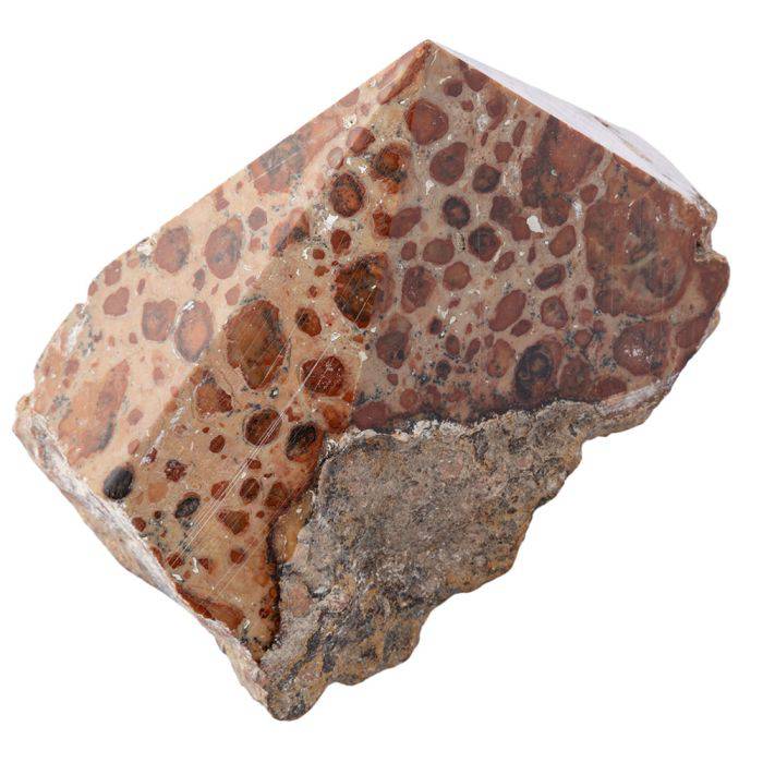 Leopard Skin Jasper Polished Top Point - Crystal Nest
