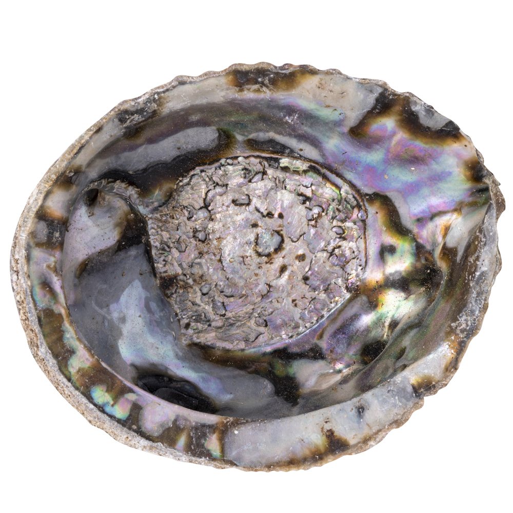 Paua Abalone Shell | Smudging Bowl for Sage & Cleansing