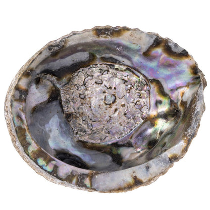 Paua Abalone Shell | Smudging Bowl for Sage & Cleansing