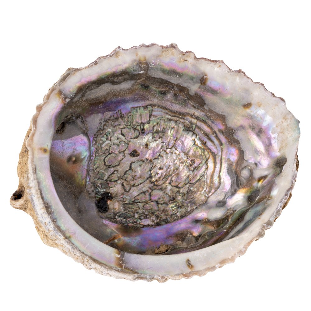 Paua Abalone Shell | Smudging Bowl for Sage & Cleansing