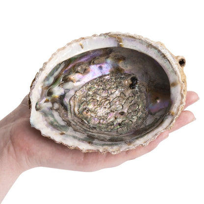 Paua Abalone Shell | Smudging Bowl for Sage & Cleansing