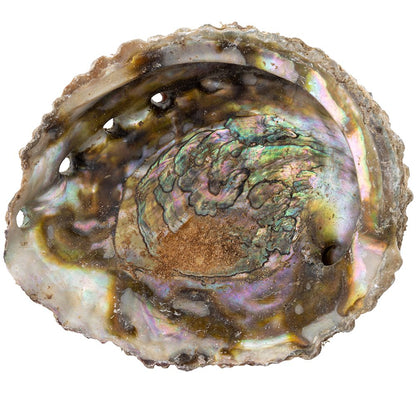 Paua Abalone Shell | Smudging Bowl for Sage & Cleansing