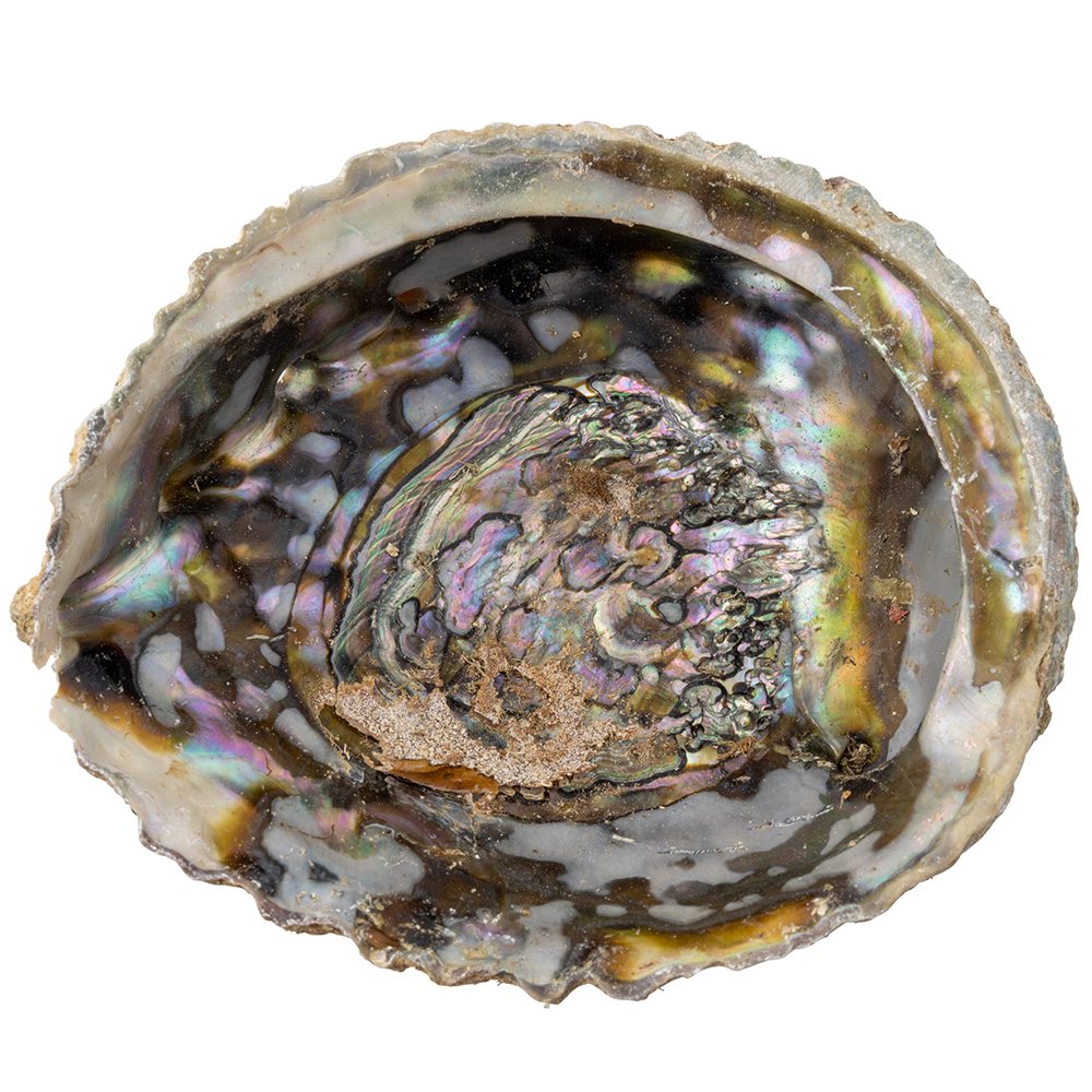 Paua Abalone Shell | Smudging Bowl for Sage & Cleansing