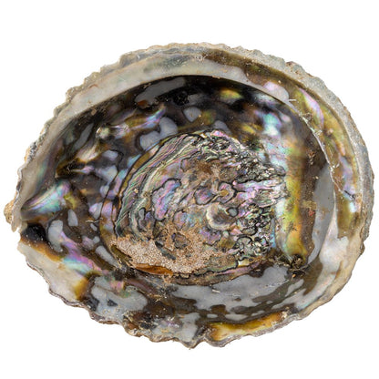 Paua Abalone Shell | Smudging Bowl for Sage & Cleansing