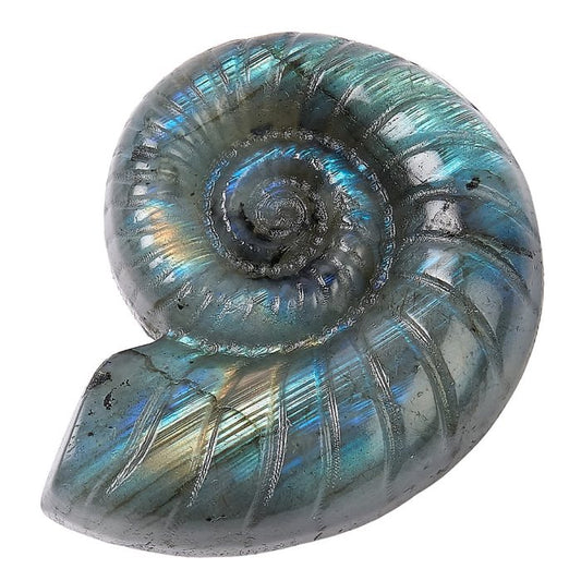 Labradorite Ammonite Crystal Carving - Crystal Nest