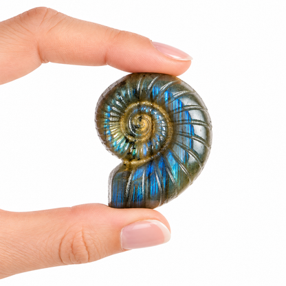 Labradorite Ammonite Crystal Carving