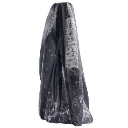 Orthoceras Fossil Tower Sculpture