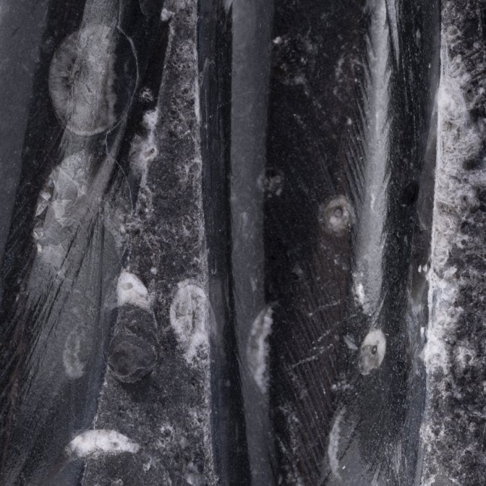 Orthoceras Fossil Tower Sculpture