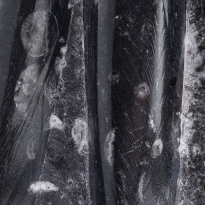 Orthoceras Fossil Tower Sculpture