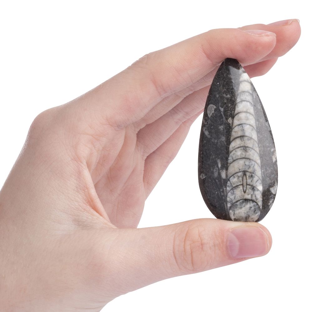 Orthoceras | Polished Fossil - Crystal Nest