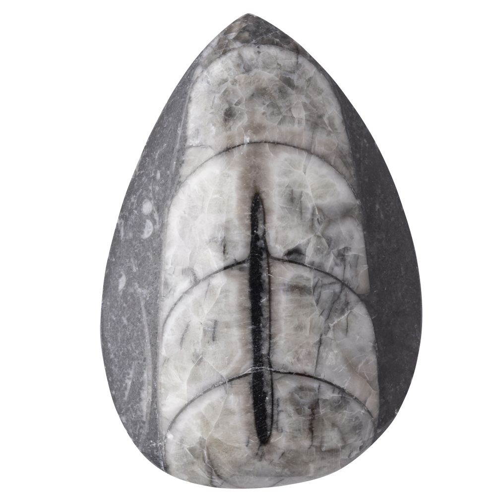 Orthoceras | Polished Fossil - Crystal Nest