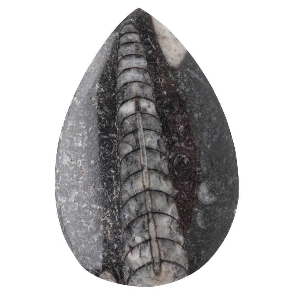 Orthoceras | Polished Fossil - Crystal Nest