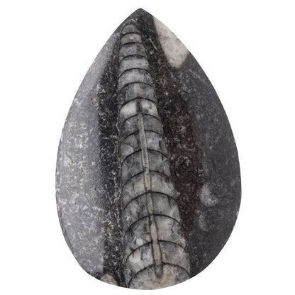 Orthoceras | Polished Fossil - Crystal Nest