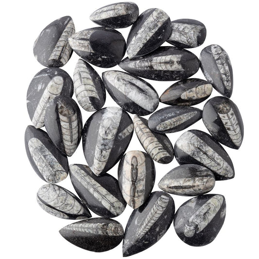 Orthoceras | Polished Fossil - Crystal Nest