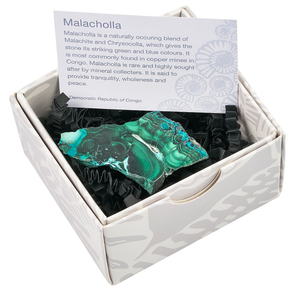 Malacholla Slice in Gift Box