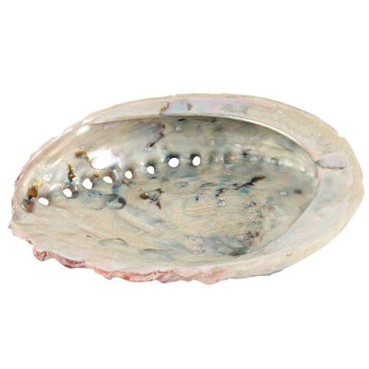 Natural Abalone Shell - Smudging Ritual Bowl - Crystal Nest